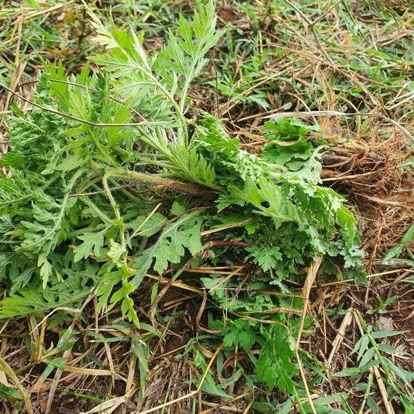 Parthenium hysterophorus Іншае