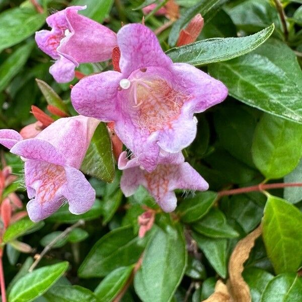 Abelia x grandiflora Flor