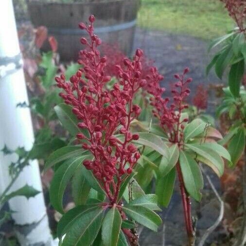 Pieris japonica ഫലം