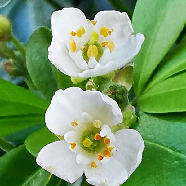 Choisya ternata Λουλούδι