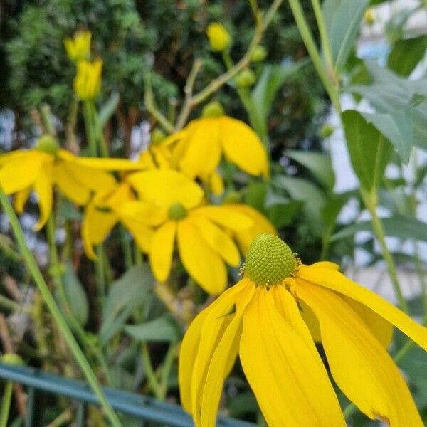 Rudbeckia nitida Квітка