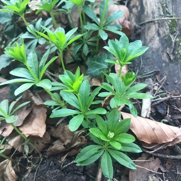 Galium odoratum Leaf