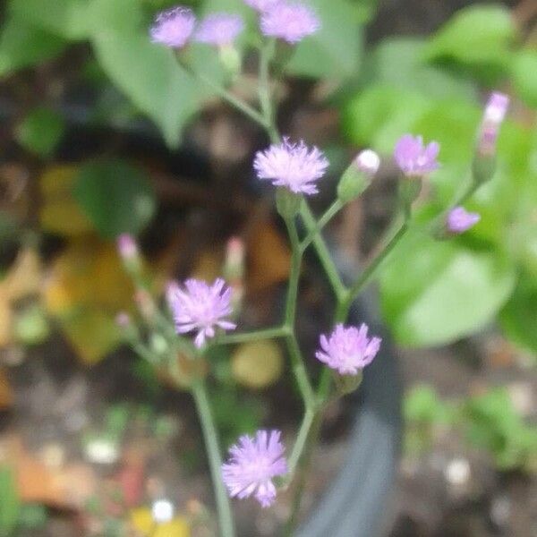 Cyanthillium cinereum Çiçek