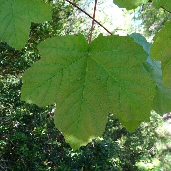 Acer opalus Leaf