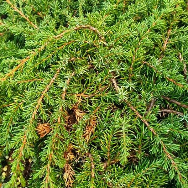 Juniperus communis Лист