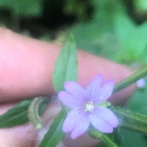 Epilobium parviflorum Blüte