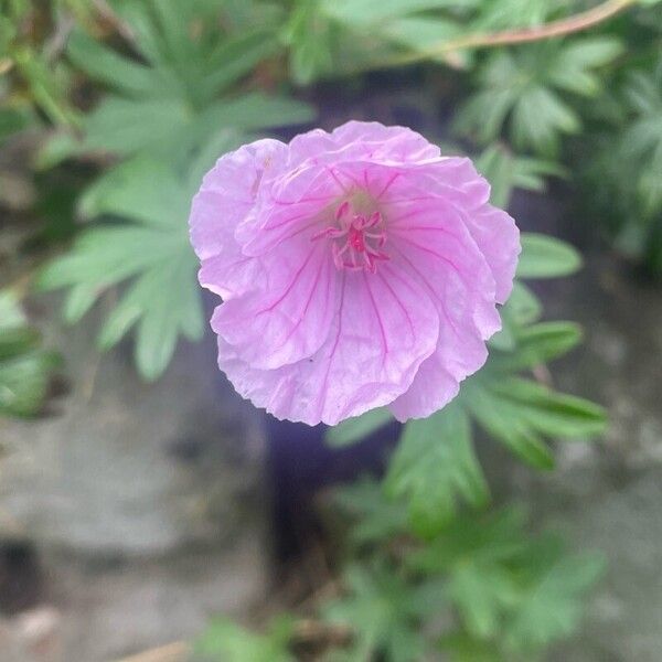 Geranium sanguineum Λουλούδι