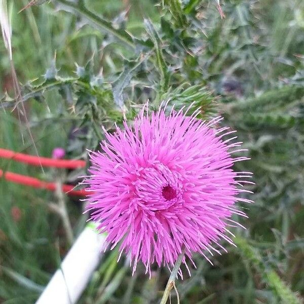 Carduus nigrescens Blomst