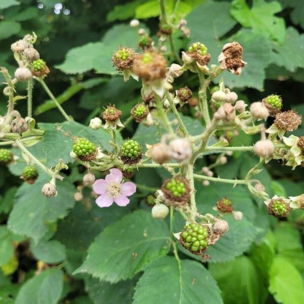 Rubus armeniacus Frukto