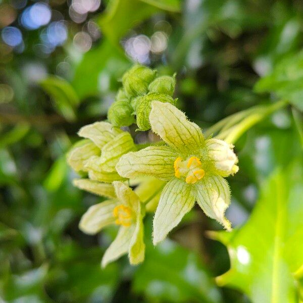 Bryonia alba Flower