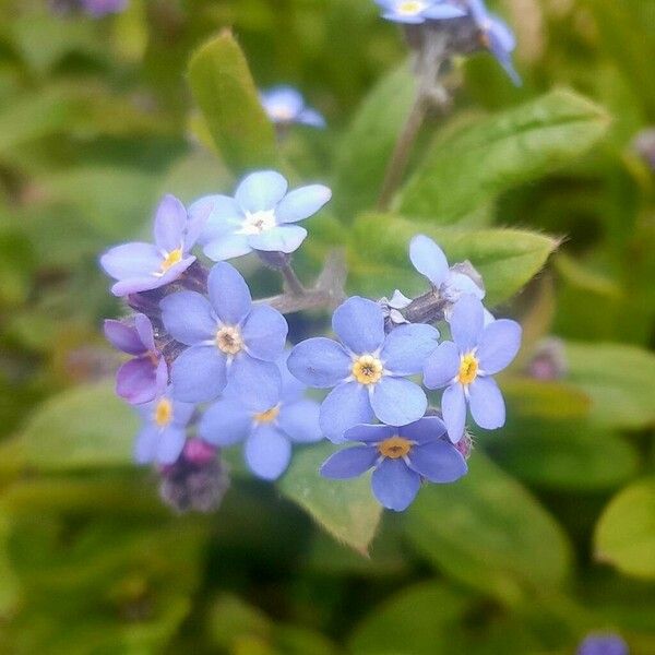 Myosotis alpestris Цвят