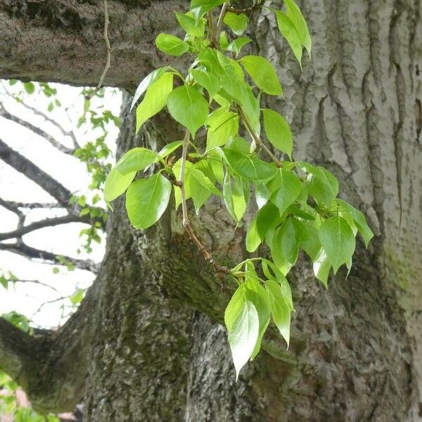 Populus balsamifera Leaf