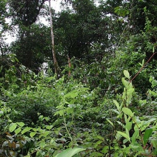 Uncaria tomentosa Συνήθη χαρακτηριστικά