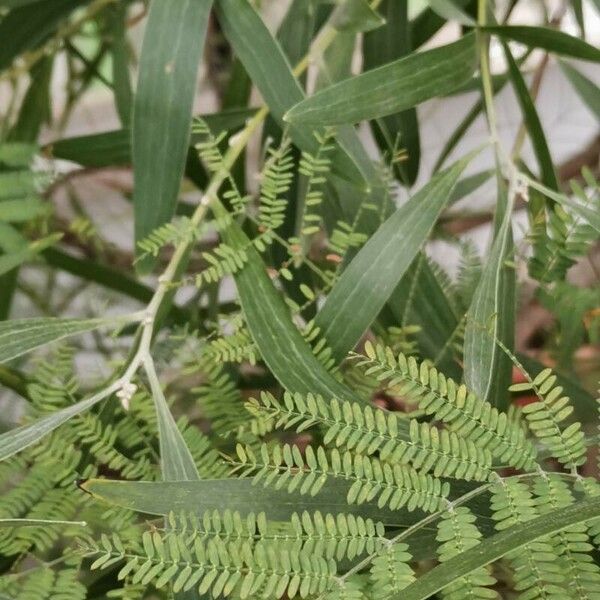 Acacia melanoxylon Leaf