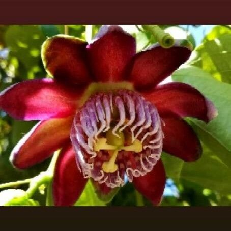 Passiflora quadrangularis Кветка