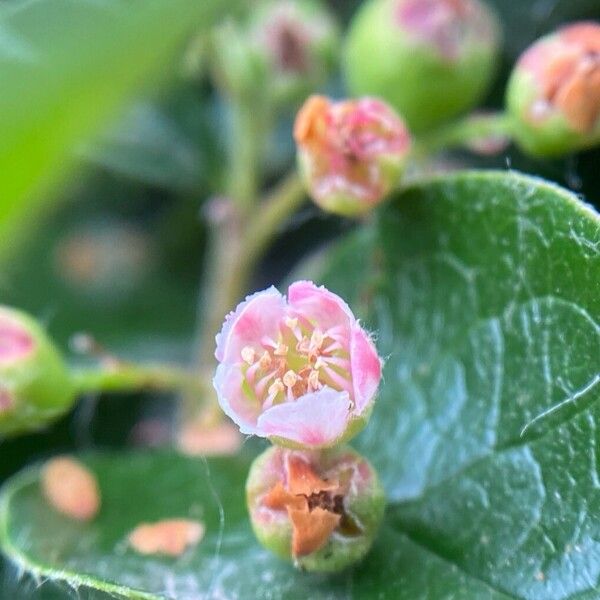 Cotoneaster acutifolius Virág