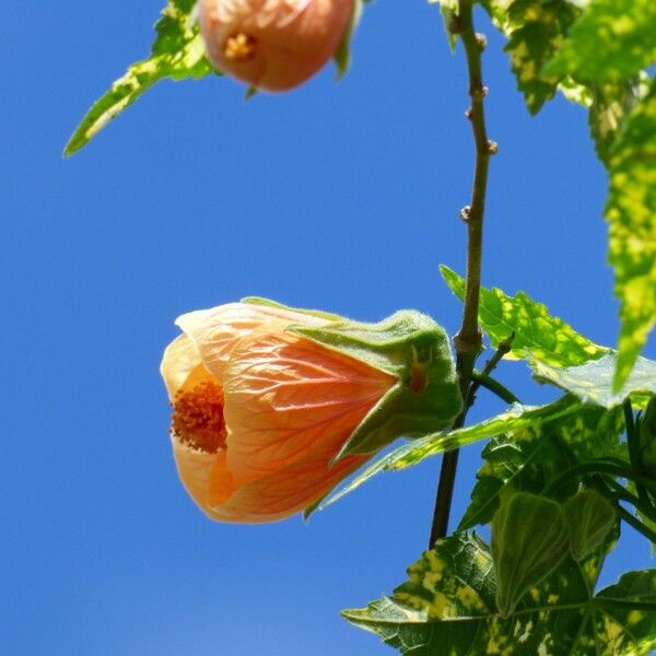 Abutilon striatum Kwiat
