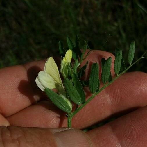 Vicia hybrida Kwiat