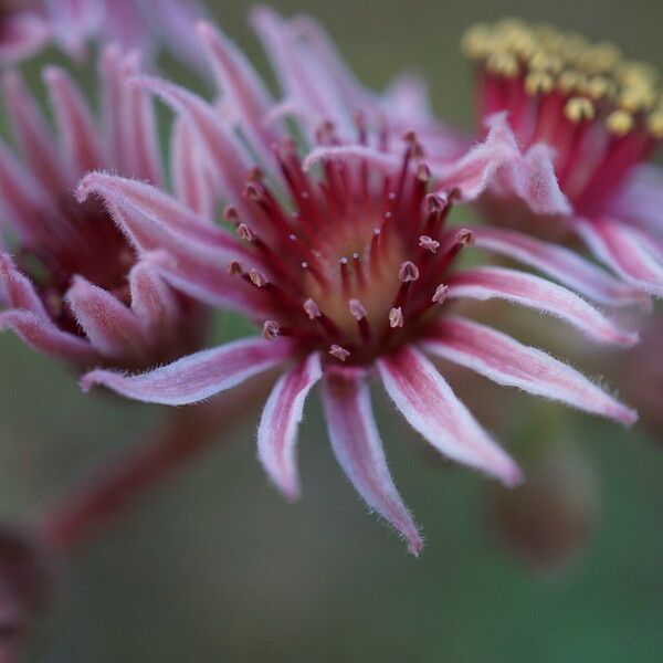 Sempervivum marmoreum ফুল