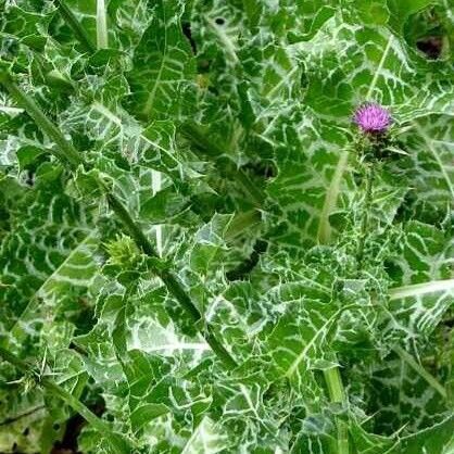 Silybum marianum ഇല