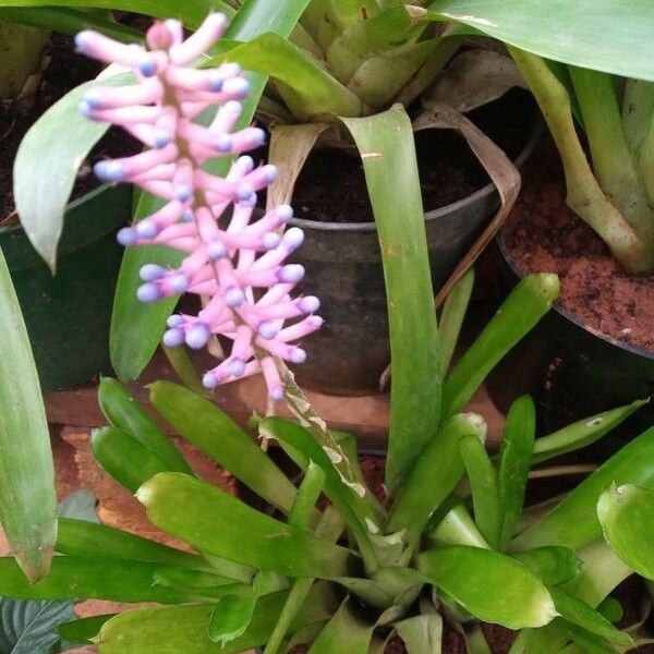 Aechmea gamosepala Kvet