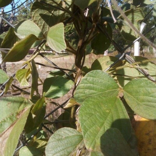 Calopogonium mucunoides Blatt