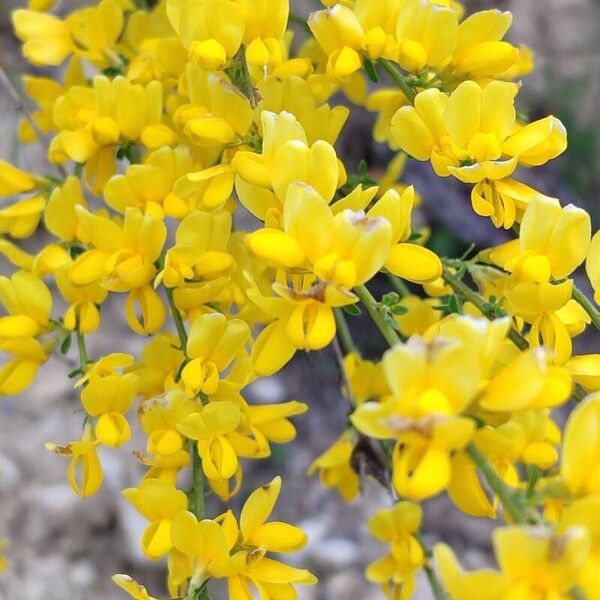 Genista cinerea Flower