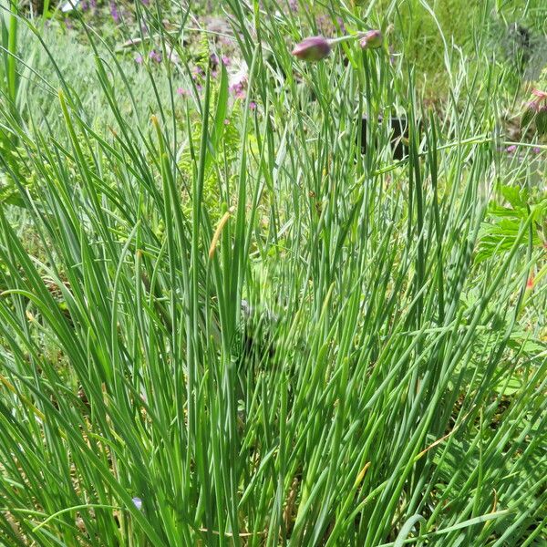 Dianthus plumarius Leaf