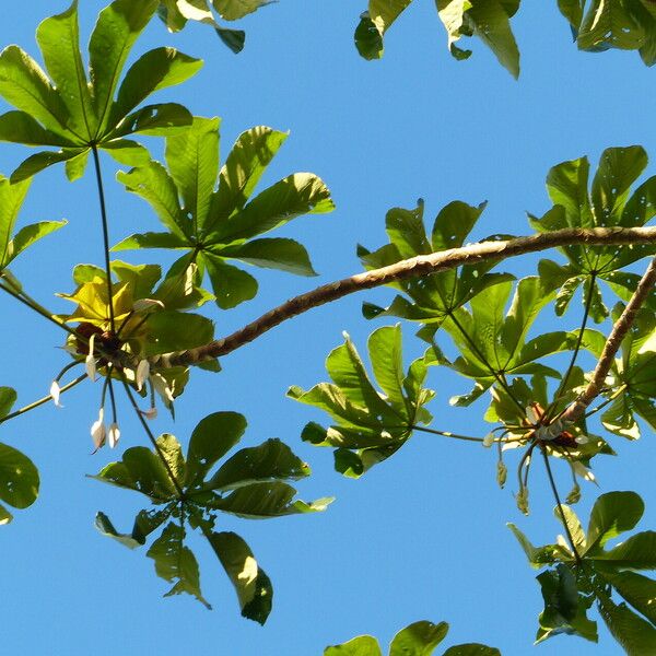 Cecropia peltata পাতা