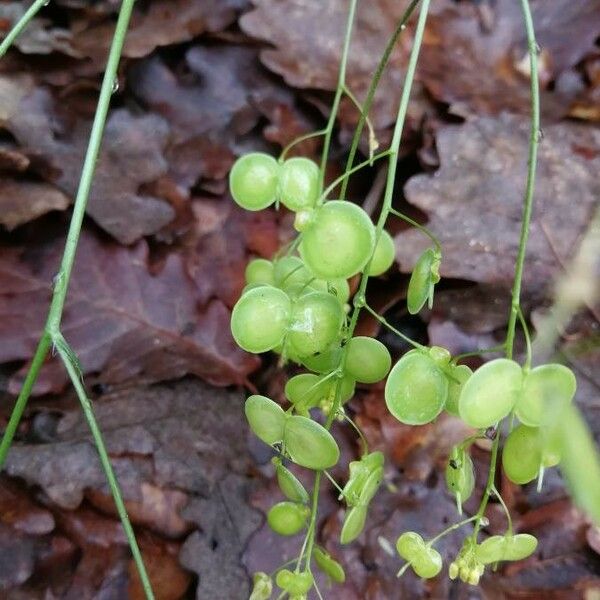 Biscutella cichoriifolia পাতা