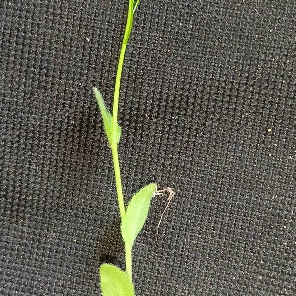 Draba nemorosa Hábito