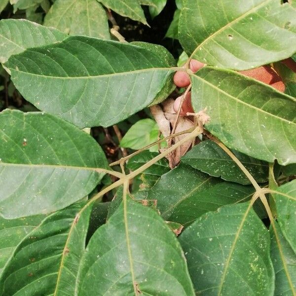 Allophylus longicuneatus Leaf