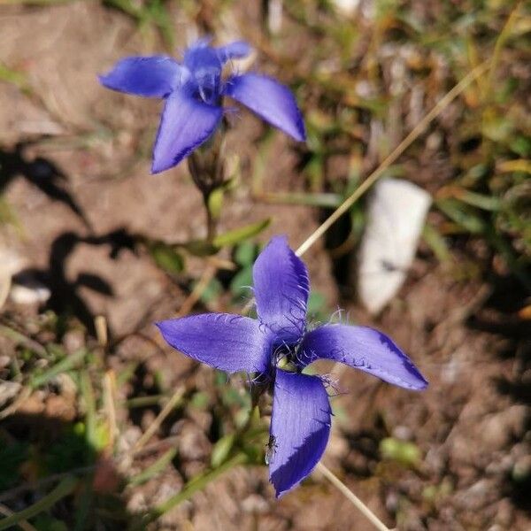 Gentianopsis ciliata പുഷ്പം