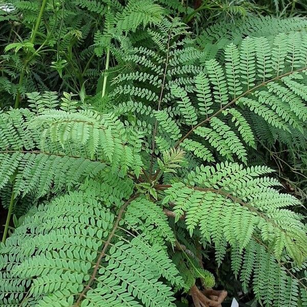 Jacaranda mimosifolia Leaf