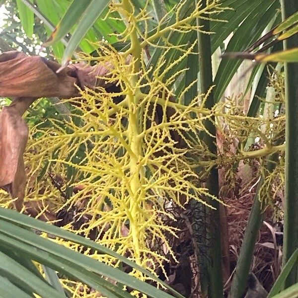 Trachycarpus fortunei Flower