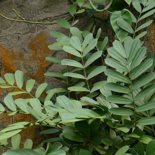 Zamia furfuracea Fulla