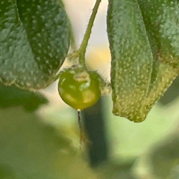 Acalypha siamensis Frucht