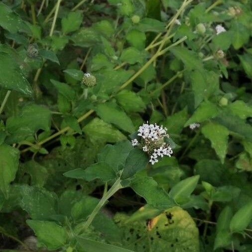 Lagascea mollis Habitus