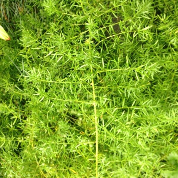 Asparagus densiflorus (Sprenger's asparagus fern)