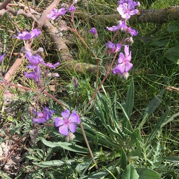 Geranium tuberosum 花