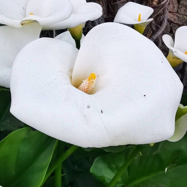 Zantedeschia aethiopica Flower