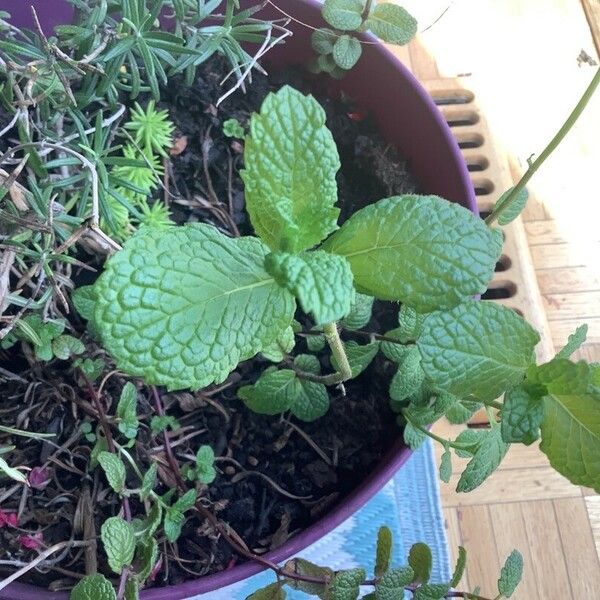 Mentha × rotundifolia Lehti