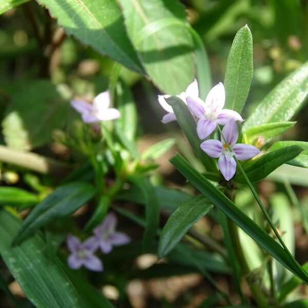 Oldenlandia corymbosa Kwiat