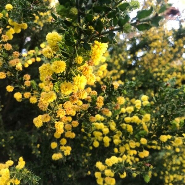 Acacia paradoxa Flor