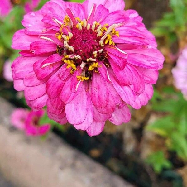 Zinnia peruviana 花