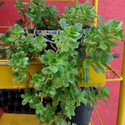 Sedum spathulifolium Blad