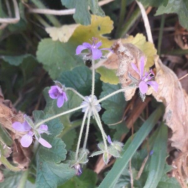 Erodium malacoides Λουλούδι