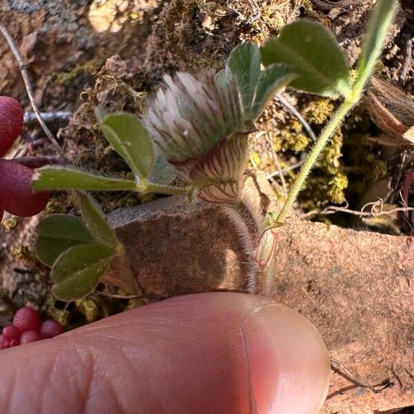 Trifolium cherleri Virág