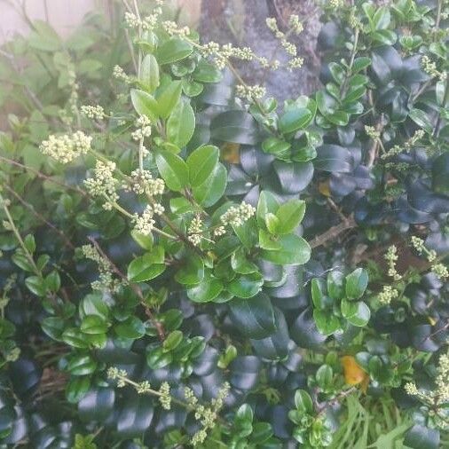 Ligustrum japonicum पत्ता