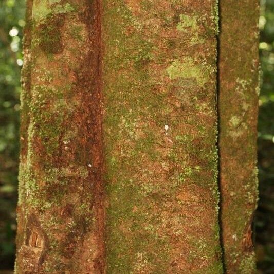 Virola sebifera Bark